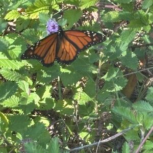 Meet your Posher, Mary lou